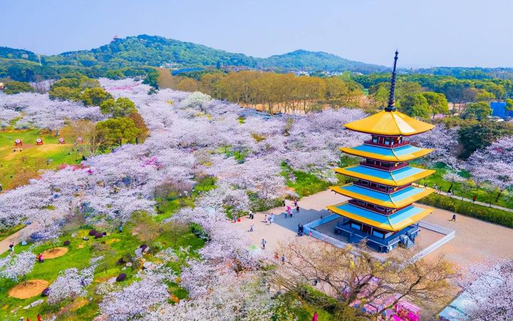 Top 10 Cherry Blossom Spots in China-donghu