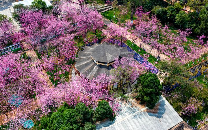 Top 10 Cherry Blossom Spots in China-kunming