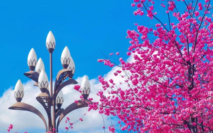 Top 10 Cherry Blossom Spots in China-lijiang