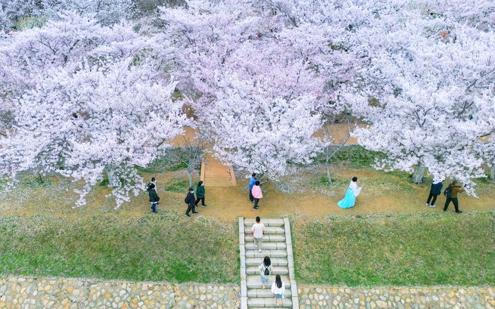 Top 10 Cherry Blossom Spots in China-longwangtang