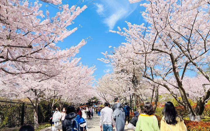 Top 10 Cherry Blossom Spots in China-qingdaozhongshan