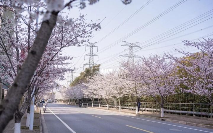 Top 10 Cherry Blossom Spots in China-shanghaiguling