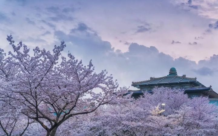 Top 10 Cherry Blossom Spots in China-wuda