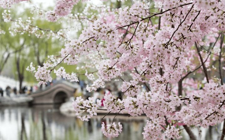 Top 10 Cherry Blossom Spots in China-yuyuantan